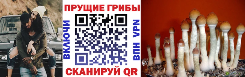 нарко площадка официальный сайт  Тейково  Псилоцибиновые грибы Psilocybine cubensis 
